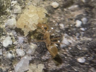 Myrmecocystus navajo photo 30
