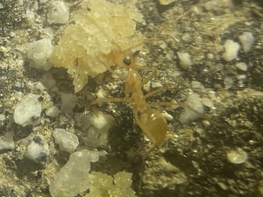 Myrmecocystus navajo photo 31