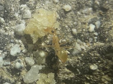 Myrmecocystus navajo photo 32