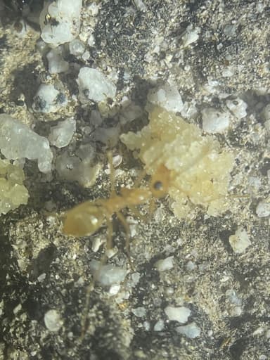 Myrmecocystus navajo photo 33