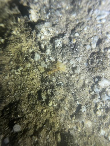 Myrmecocystus navajo photo 34