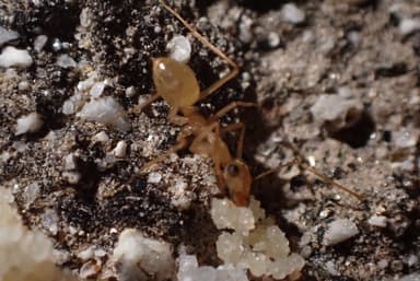 Myrmecocystus navajo photo 35