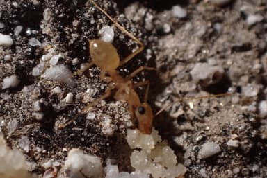 Myrmecocystus navajo photo 36