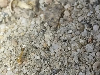 Myrmecocystus navajo photo 37