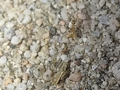 Myrmecocystus navajo photo 38