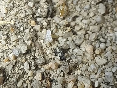 Myrmecocystus navajo photo 39