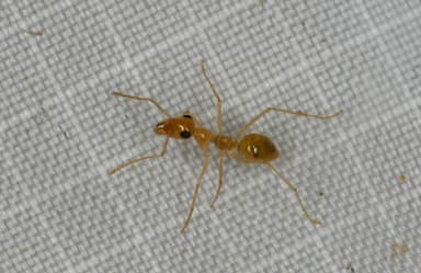 Myrmecocystus navajo photo 40