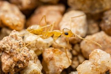 Myrmecocystus navajo — worker photo 41
