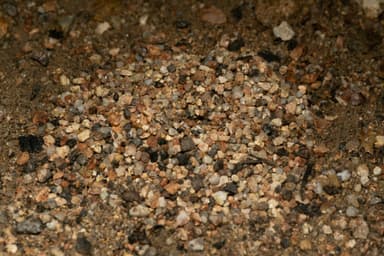Myrmecocystus navajo — worker photo 42