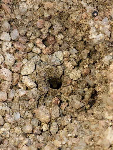 Myrmecocystus navajo photo 43