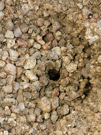 Myrmecocystus navajo photo 44
