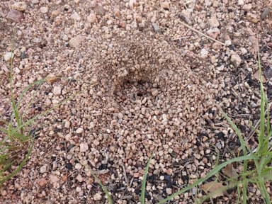 Myrmecocystus navajo photo 45