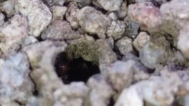 Myrmecocystus navajo photo 46