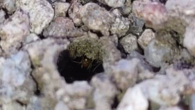 Myrmecocystus navajo photo 47