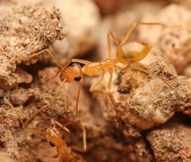Myrmecocystus navajo photo 48