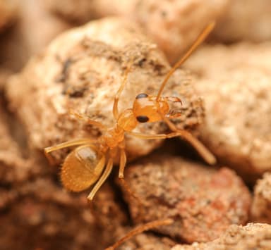 Myrmecocystus navajo photo 49