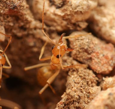 Myrmecocystus navajo photo 50