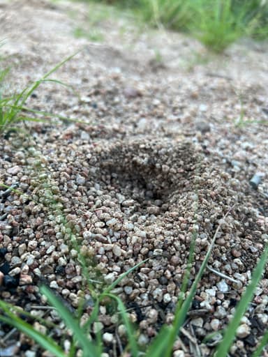 Myrmecocystus navajo photo 51