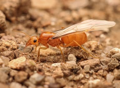 Myrmecocystus navajo photo 52