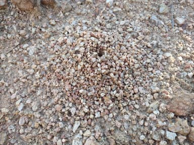 Myrmecocystus navajo — colony photo 53