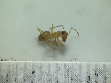 Myrmecocystus navajo photo 55