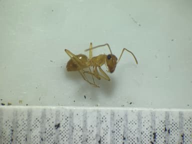 Myrmecocystus navajo photo 56