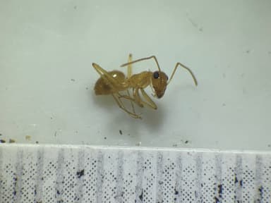 Myrmecocystus navajo photo 57