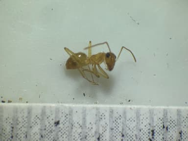 Myrmecocystus navajo photo 58