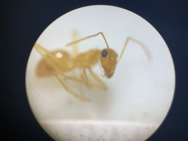 Myrmecocystus navajo photo 59