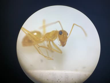 Myrmecocystus navajo photo 60