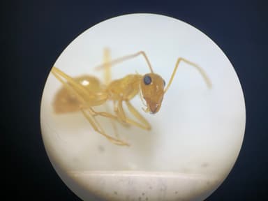 Myrmecocystus navajo photo 61