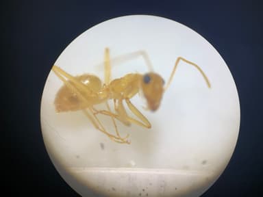 Myrmecocystus navajo photo 62