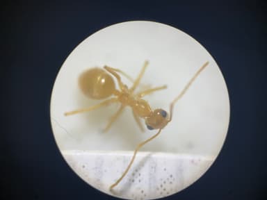 Myrmecocystus navajo photo 63