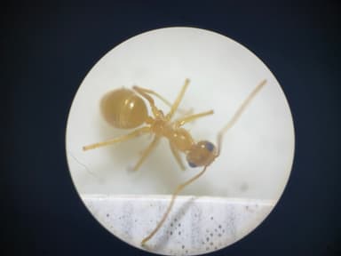 Myrmecocystus navajo photo 64