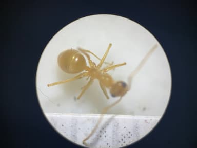 Myrmecocystus navajo photo 65