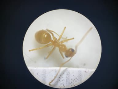 Myrmecocystus navajo photo 66