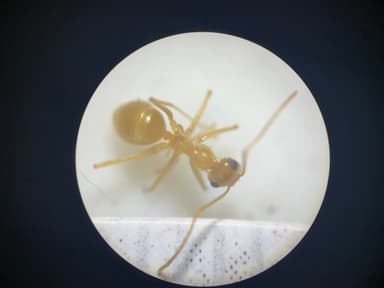 Myrmecocystus navajo photo 67