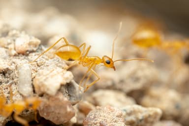 Myrmecocystus navajo photo 68