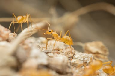 Myrmecocystus navajo photo 69