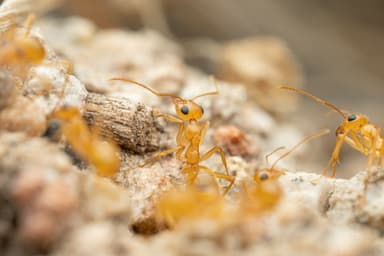 Myrmecocystus navajo photo 70