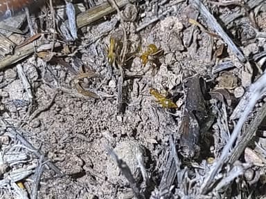 Myrmecocystus navajo photo 71