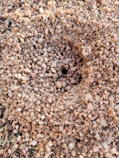 Myrmecocystus navajo photo 72