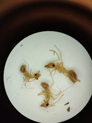 Myrmecocystus navajo photo 75