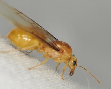 Myrmecocystus navajo photo 76