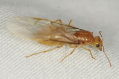Myrmecocystus navajo photo 77