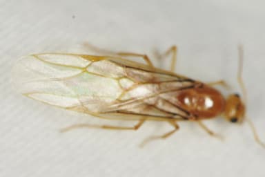 Myrmecocystus navajo photo 78