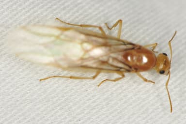 Myrmecocystus navajo photo 79