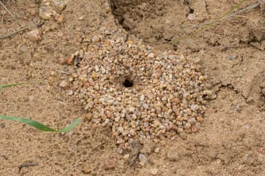 Myrmecocystus navajo — worker photo 80