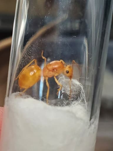 Myrmecocystus navajo photo 82