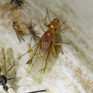 Myrmecocystus navajo photo 83